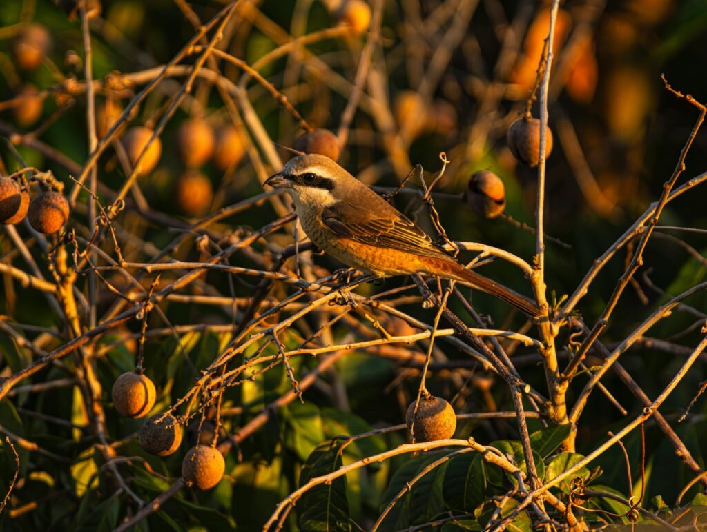 Leave some perennials for winter for wildlife.