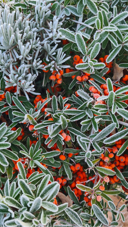 Prepare your holiday home and heart by looking to the garden.