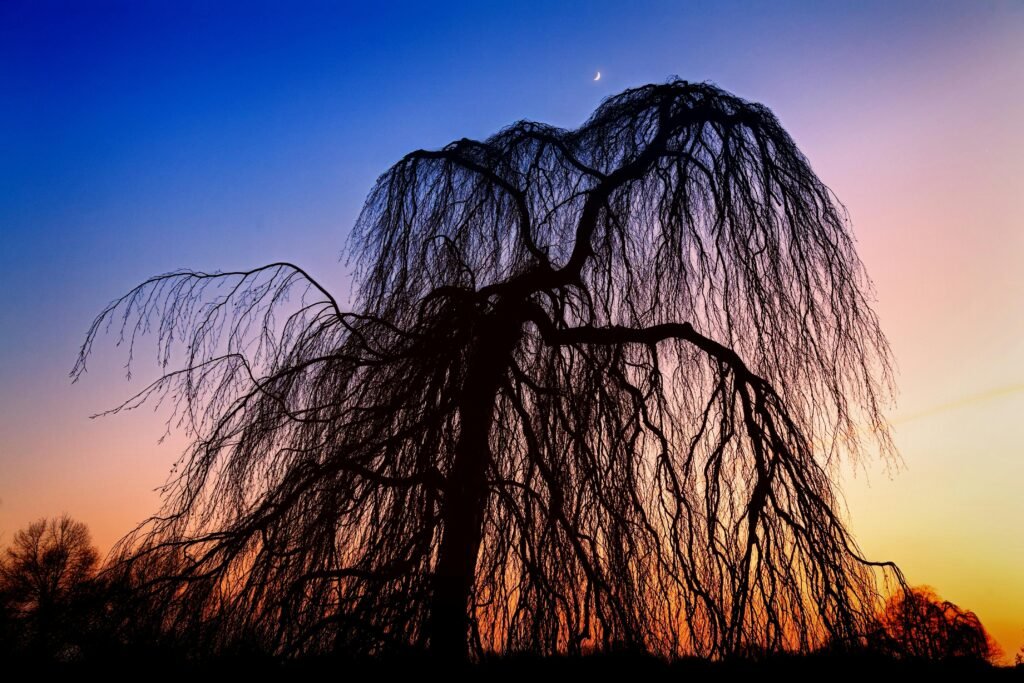 This weeping willow shows the effect a strong shape can have in basic garden design principles. 