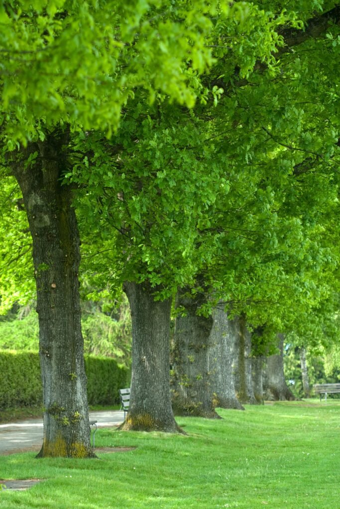 pexels-andromeda99-36419438 Basic Garden Design Principles include repetition like these trees