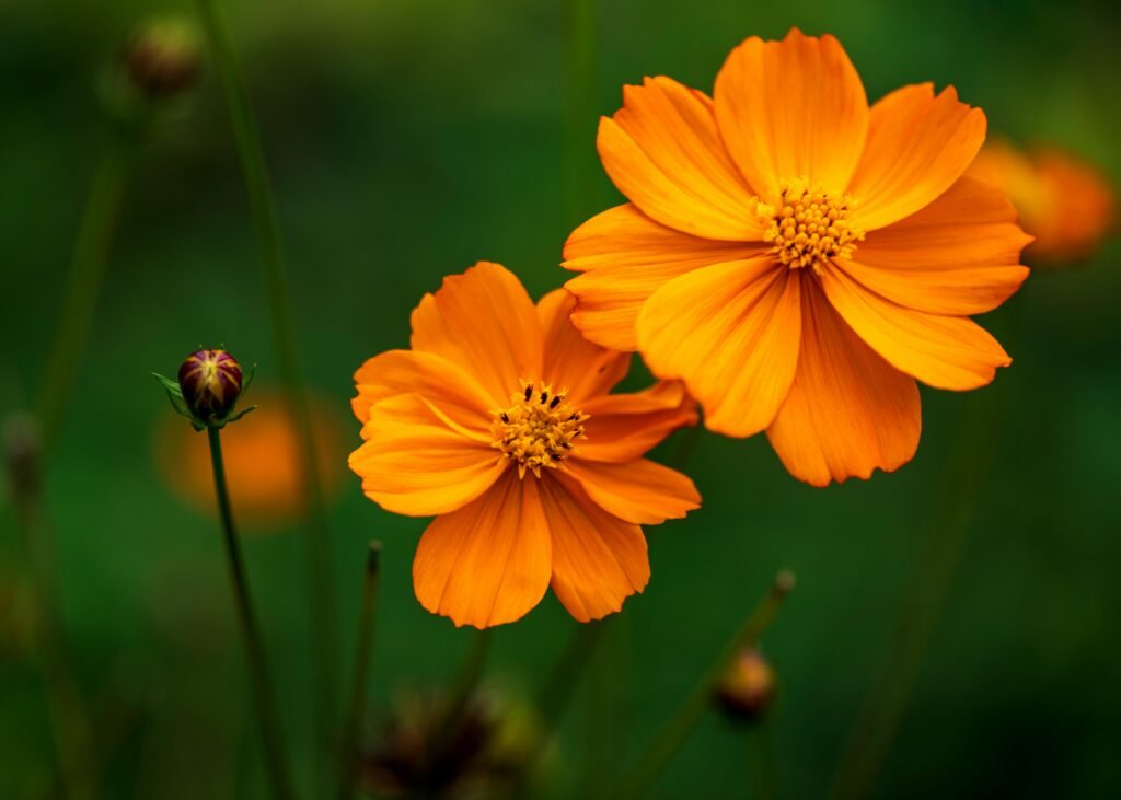 pexels-klub-boks-1437055-7345480