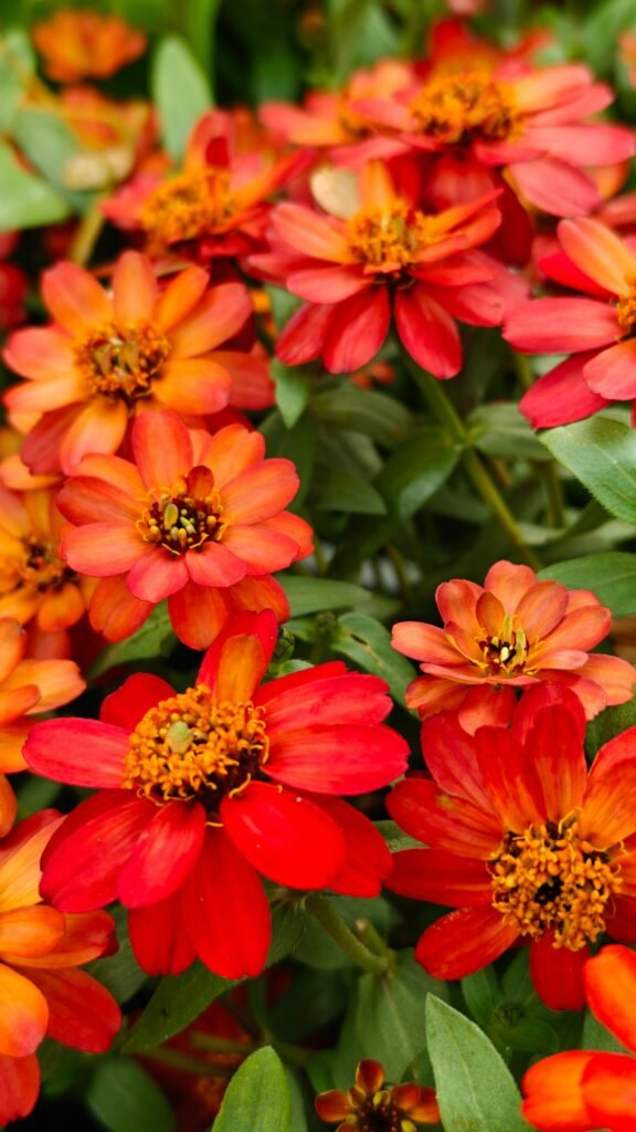 pexels-lg-d-t-1458093-36118885 Contrast is a Basic Garden Design Principles