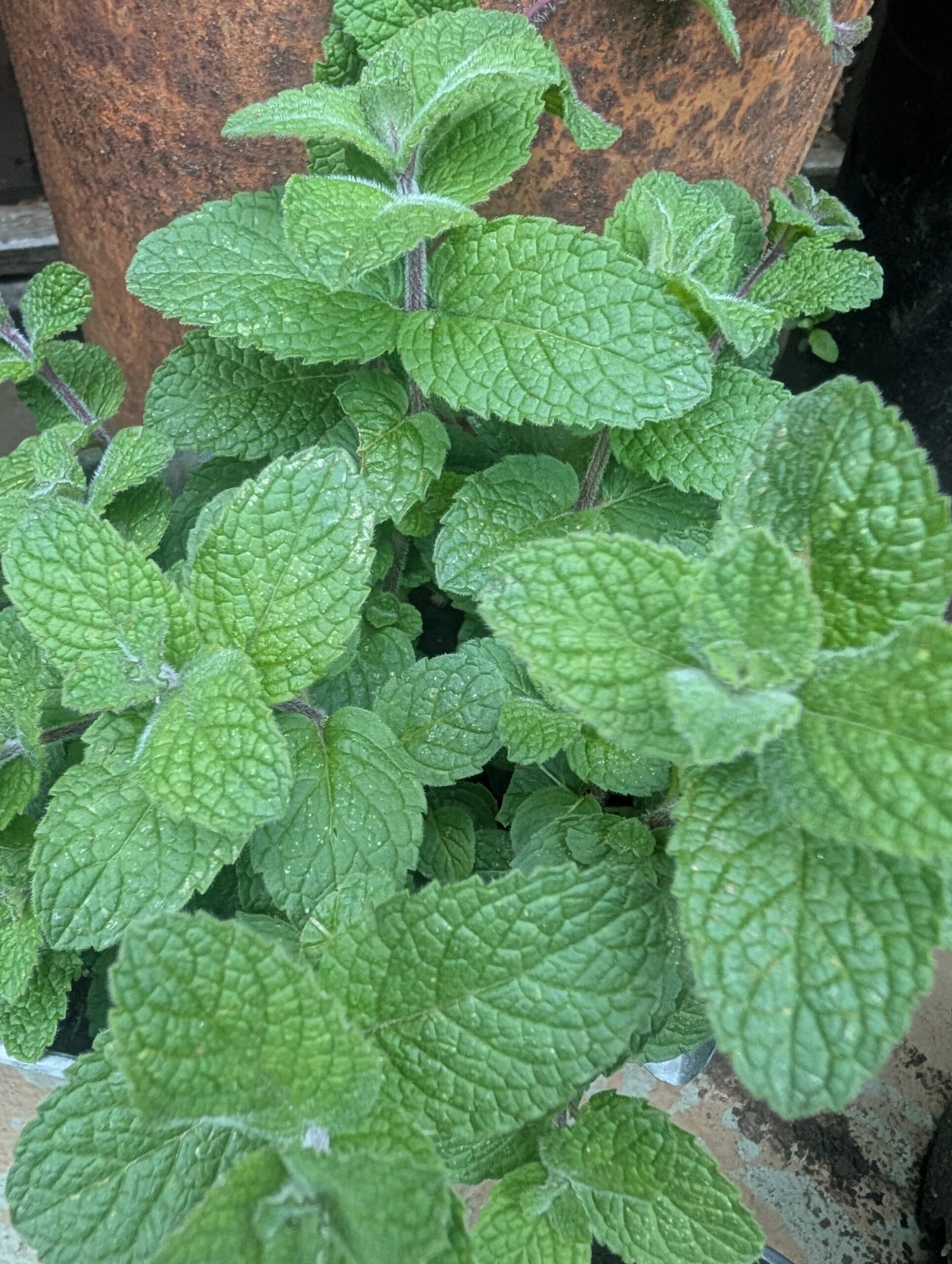 Mint for a Mint Julep