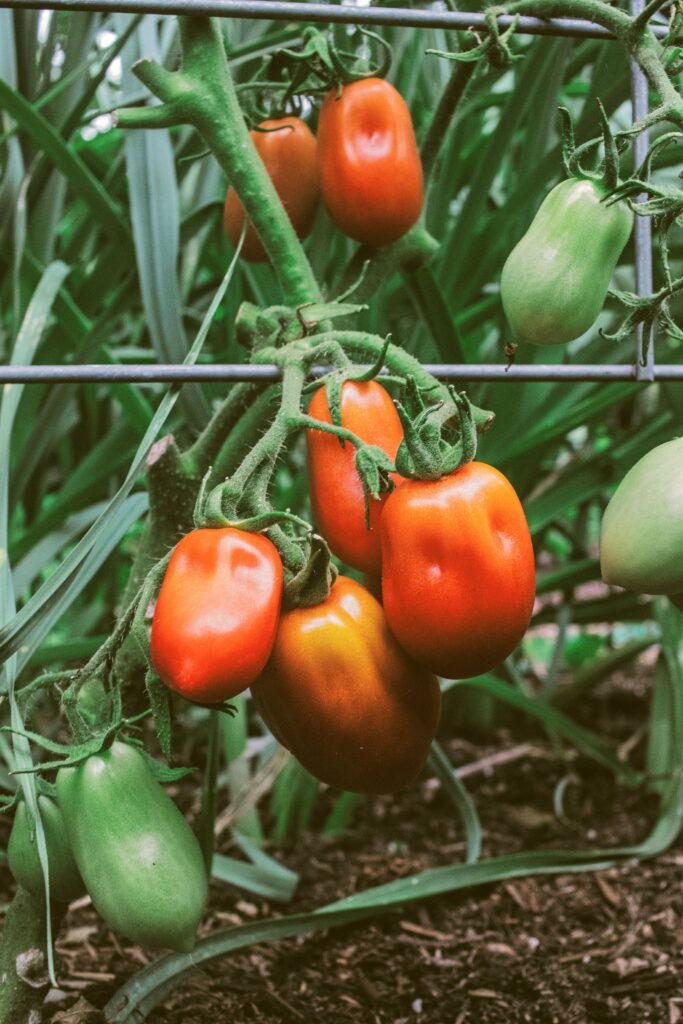 fresh garden tomato sauce is made from home grown tomatoes